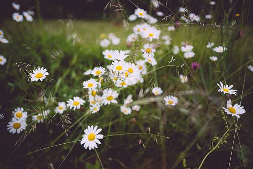 sweden shallow focus photography of white flowers daisy