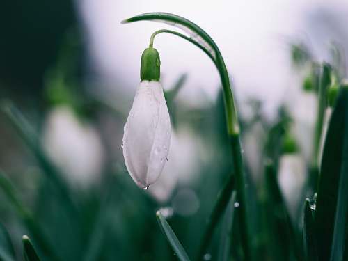 spring shallow focus photography of white tulips snowdrop