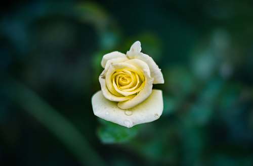 flora shallow focus photography of yellow flower rose