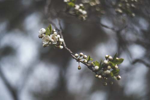 branch tilt shift lens photography of white flower blossom