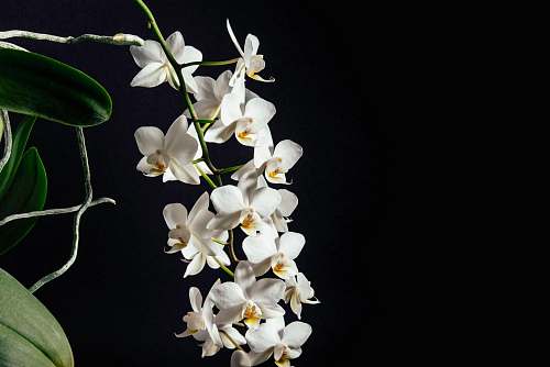 plant tilt-shift lens photography of white flowers orchid