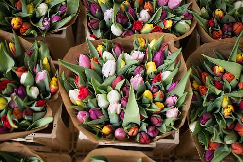 tulip tulip flower in box flowers