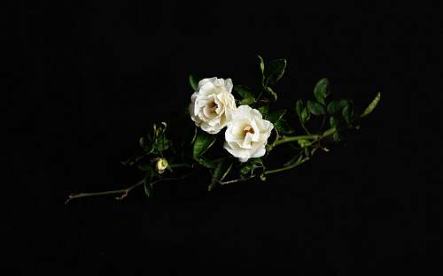 rose two white roses blossom
