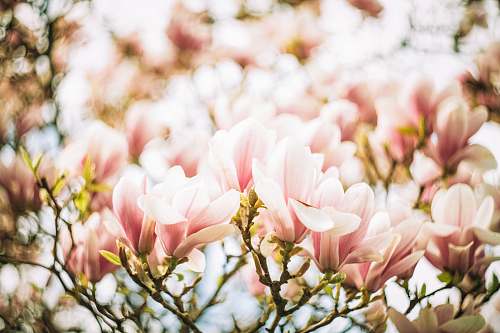 flora white and pink flower plant blossom