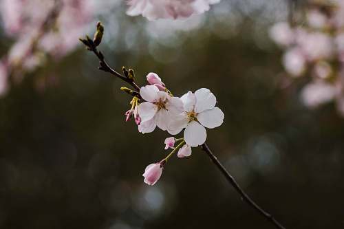 plant white and pink flowers in tree blossom
