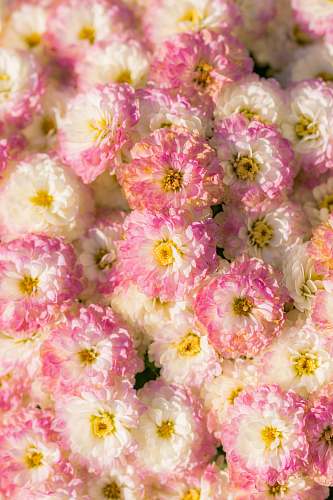 blossom white-and-pink petaled flower lot flora