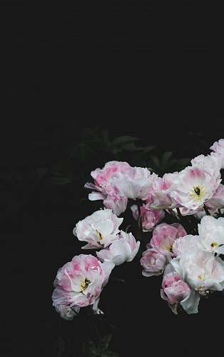blossom white and pink petaled flowers flora