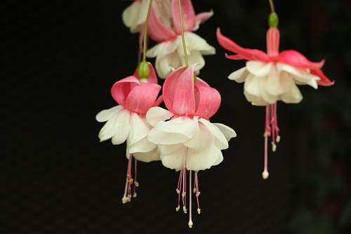 plant white and pink petaled flowers gladiolus