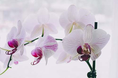 plant white-and-purple moth orchids orchid