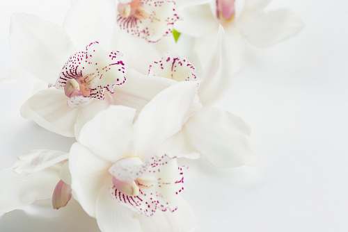 white white-and-purple orchid flowers nature