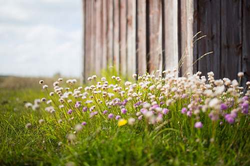 flowers white and purple petaled flowers plant