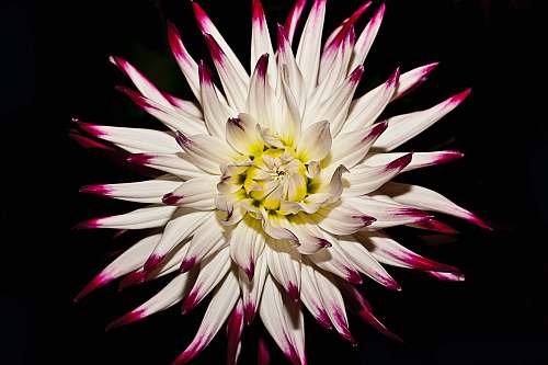 floral white and red flower on black background bloom