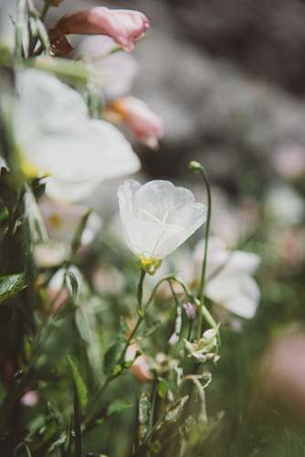 blossom white campanula flower in bloom at daytime plant