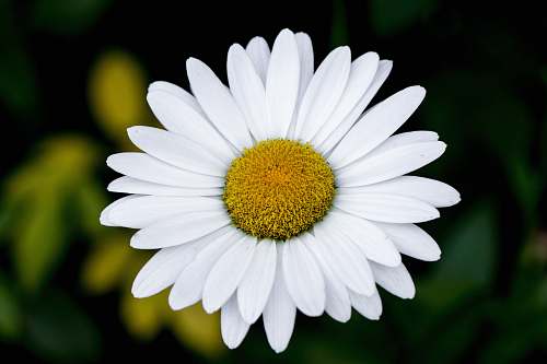 blossom white daisy flower daisies