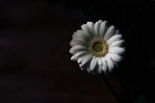 plant white daisy flower flora