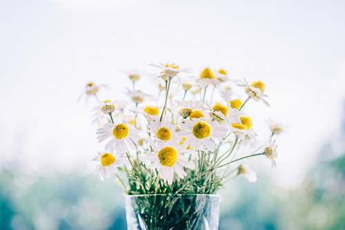 flowers white daisy flowers daisy
