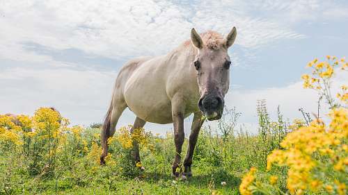 animal white donkey on grass horse