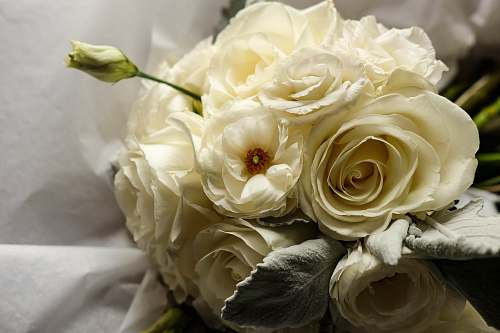 blossom white flower arrangement flora