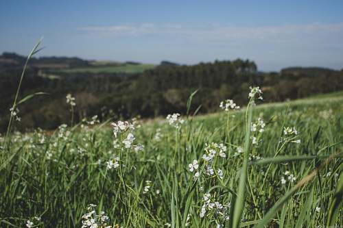 blossom white flower field during daytime plant
