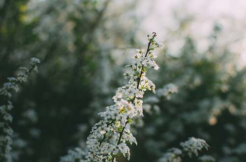 plant white flower plant branch