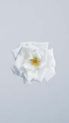rose white flower minimal