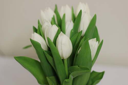 spring white flower plant