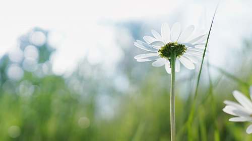 daisy white flower with green stem flora