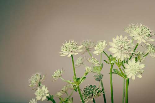 plant white flowers and green stems seasoning