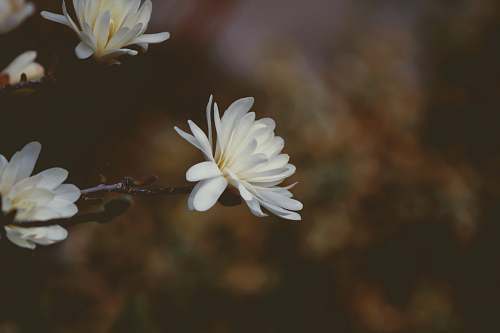 blossom white flowers flora