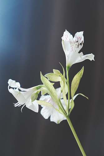 flora white flowers in macro shot blossom
