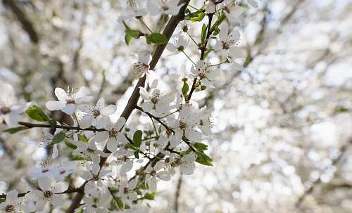 blossom white flowers in tree branch in tilt shift photography plant