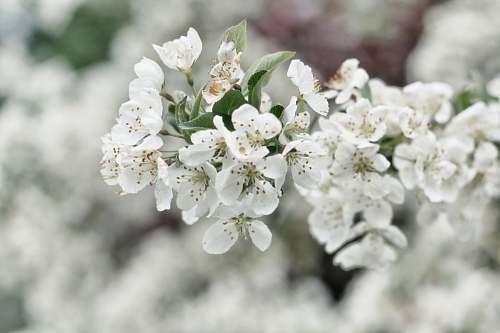 blossom white flowers shallow focus photography flora