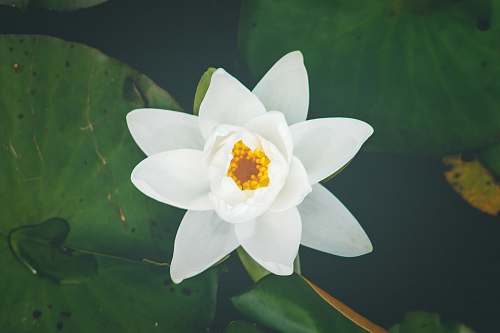 plant white lily flower selective focus photography lily