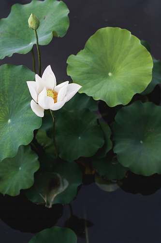 plant white lotus flower nature