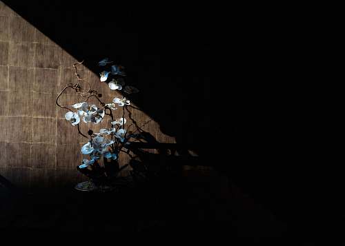 orchid white moth orchid on brown panel light