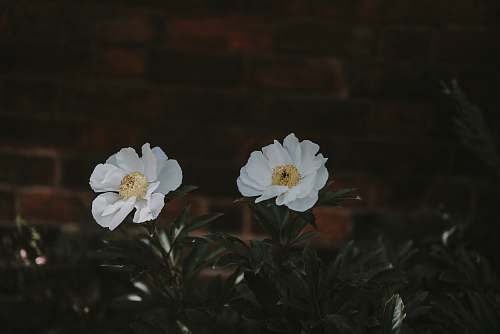 cosmos white peonies in bloom close-up photo grey