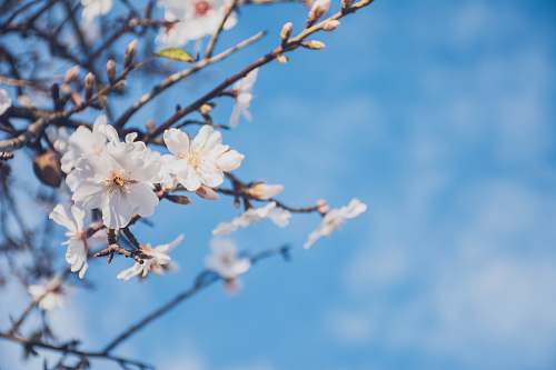 blossom white petal flowers shallow focus photography portugal