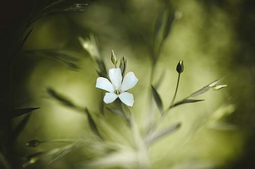 blossom white petaled flower flax