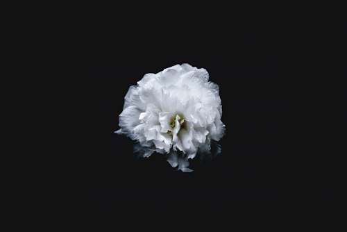 flora white petaled flower blossom