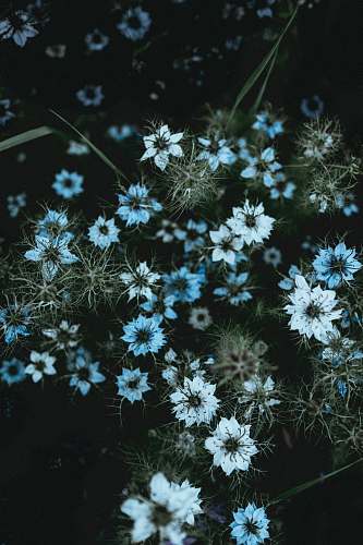 plant white petaled flower lot with green leaves flora