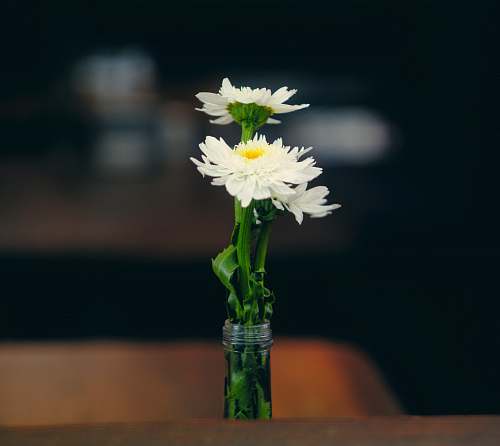 plant white petaled flower on clear glass vase blossom