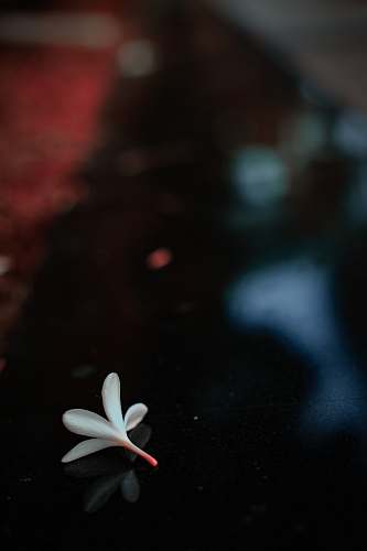 plant white petaled flower blossom