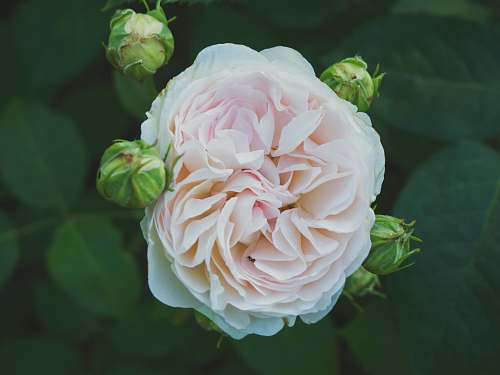 rose white petaled flower blossom