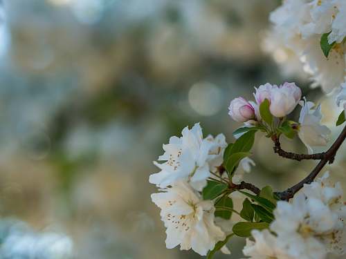 blossom white petaled flowers blooming flora