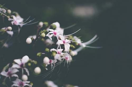 kolkata white petaled flowers in closeup photography india