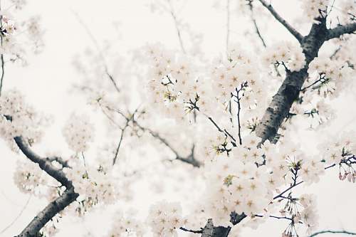 plant white plum tree photo blossom