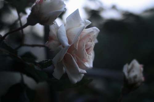 blossom white rose flowers closeup photgraphy human