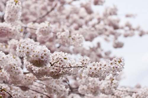 blossom white tree flowers macro shot cherry blossom