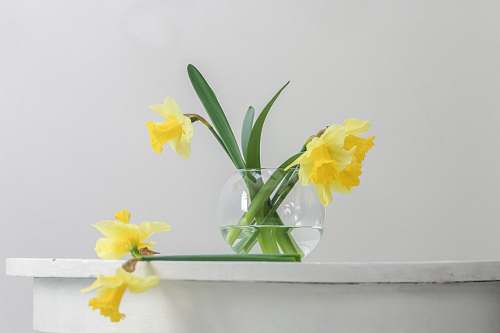 plant yellow flower inside vase beside wall blossom