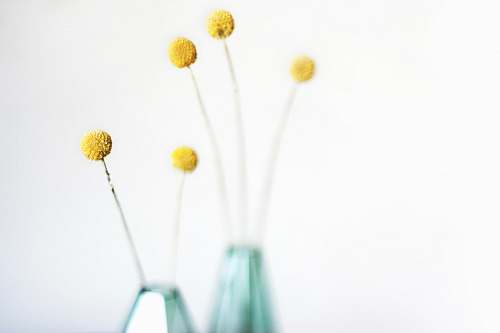 flowers yellow flower shallow photography yellow